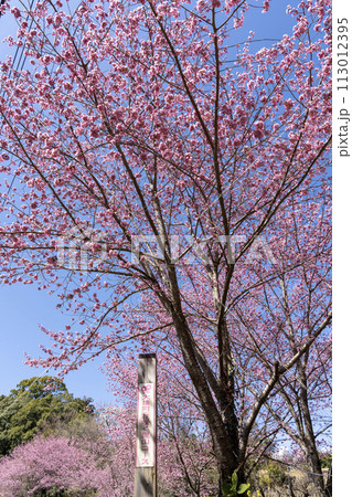 神奈川県南足柄市　花咲く里山　大雄紅桜の満開風景 113012395