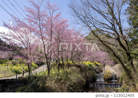 神奈川県南足柄市 花咲く里山 大雄紅桜の満開風景 神奈川県南足柄市 花咲く里山 大雄紅桜の満開風景 113012405