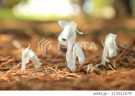 春の光を浴びるギンリョウソウ 113012670