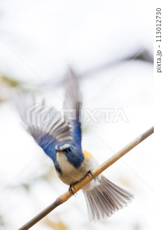 幸せの青い鳥、可愛いルリビタキ(ヒタキ科)。 日本国神奈川県にて。 2022年冬撮影。 幸せの青い鳥、可愛いルリビタキ(ヒタキ科)。 日本国神奈川県にて。 2022年冬撮影。 113012730