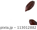 cacao pod isolated on white background 113012882