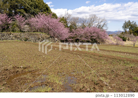 神奈川県南足柄市 花咲く里山 大雄紅桜の満開風景 神奈川県南足柄市 花咲く里山 大雄紅桜の満開風景 113012890
