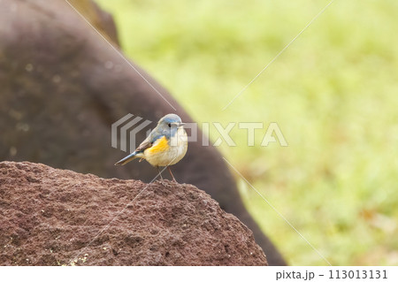 幸せの青い鳥、可愛いルリビタキ（ヒタキ科）。  日本国神奈川県にて。 2022年冬撮影。 113013131
