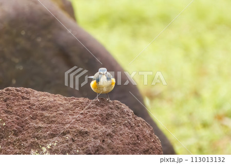 幸せの青い鳥、可愛いルリビタキ(ヒタキ科)。 日本国神奈川県にて。 2022年冬撮影。 幸せの青い鳥、可愛いルリビタキ(ヒタキ科)。 日本国神奈川県にて。 2022年冬撮影。 113013132