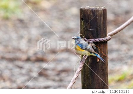 幸せの青い鳥、可愛いルリビタキ（ヒタキ科）。  日本国神奈川県にて。 2022年冬撮影。 113013133