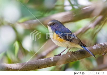 幸せの青い鳥、可愛いルリビタキ（ヒタキ科）。  日本国神奈川県にて。 2022年冬撮影。 113013134