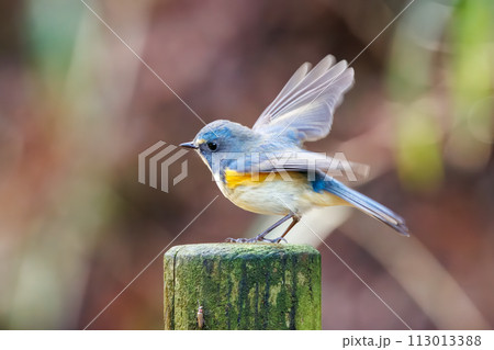 幸せの青い鳥、可愛いルリビタキ(ヒタキ科)。 日本国神奈川県にて。 2022年冬撮影。 幸せの青い鳥、可愛いルリビタキ(ヒタキ科)。 日本国神奈川県にて。 2022年冬撮影。 113013388