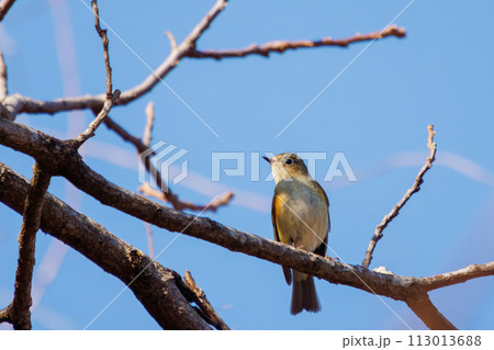 幸せの青い鳥、可愛いルリビタキ（ヒタキ科）。  日本国神奈川県にて。 2022年冬撮影。 113013688