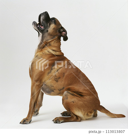 ボクサー犬 image of Boxer Dog No2-18 113013807
