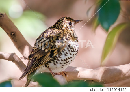 可愛いトラツグミ（ツグミ科）。  日本国神奈川県にて。 2022年冬撮影。 113014132