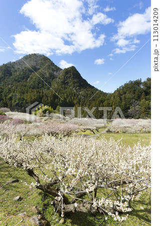 里山に咲く梅の花 里山に咲く梅の花 113014209