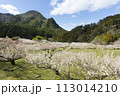 里山に咲く梅の花 113014210