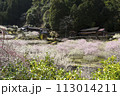 里山に咲く梅の花 113014211