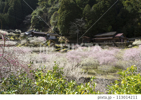 里山に咲く梅の花 113014211