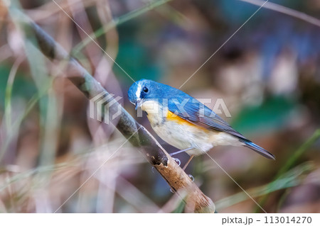 幸せの青い鳥、可愛いルリビタキ（ヒタキ科）。  日本国神奈川県にて。 2022年冬撮影。 113014270