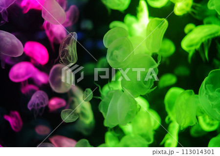 Moon Jellyfish moving underwater. light reflection in water 113014301