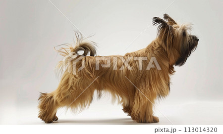 ブリアード image of Briard No1-24 113014320
