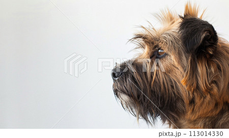ブリアード image of Briard No1-34 113014330