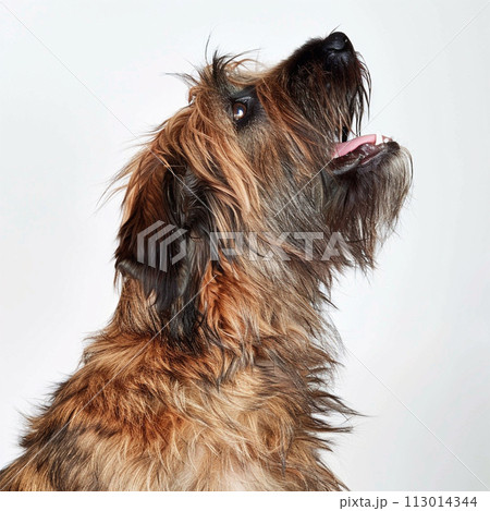 ブリアード image of Briard No2-5 ブリアード image of Briard No2-5 113014344
