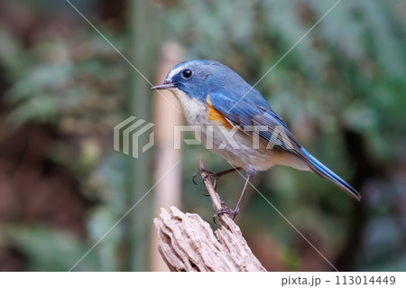 幸せの青い鳥、可愛いルリビタキ(ヒタキ科)。 日本国神奈川県にて。 2022年冬撮影。 幸せの青い鳥、可愛いルリビタキ(ヒタキ科)。 日本国神奈川県にて。 2022年冬撮影。 113014449