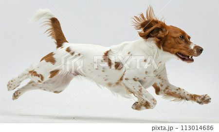 ブリタニー・スパニエル image of Brittany Spaniel No1-27 113014686