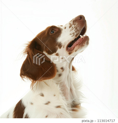 ブリタニー・スパニエル image of Brittany Spaniel No2-8 113014717