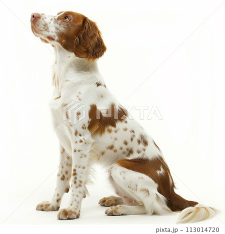 ブリタニー・スパニエル image of Brittany Spaniel No2-11 113014720