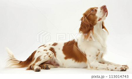 ブリタニー・スパニエル image of Brittany Spaniel No1-16 113014743