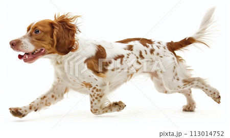 ブリタニー・スパニエル image of Brittany Spaniel No1-25 113014752