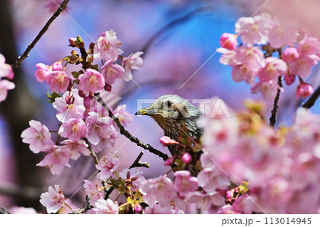 河津桜にヒヨドリ 113014945