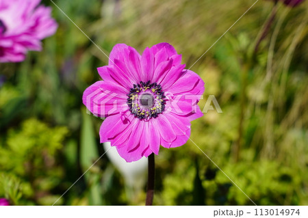 アネモネ セントブリッジドピンク 113014974