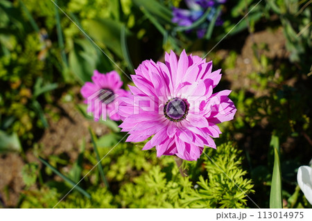 アネモネ セントブリッジドピンク アネモネ セントブリッジドピンク 113014975