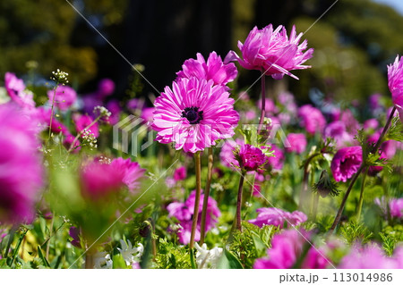 アネモネ セントブリッジドピンク 113014986