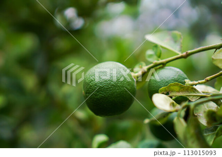 Lemon fruit in the garden with lemon leaves in the background, agricultural production concept, gardening	 113015093