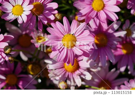 マーガレット マーガレット 113015158