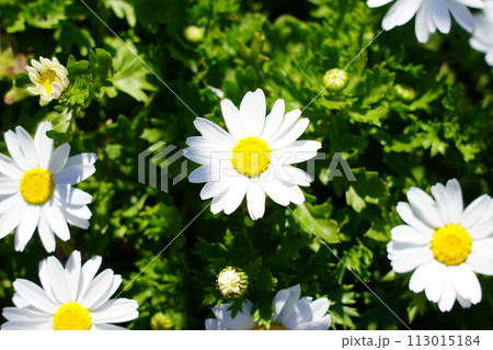 ヒナギク 113015184