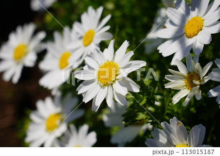 ヒナギク 113015187