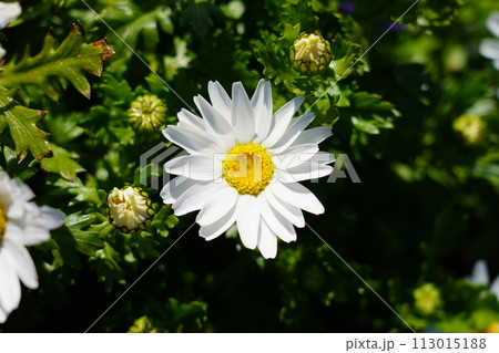 ヒナギク 113015188