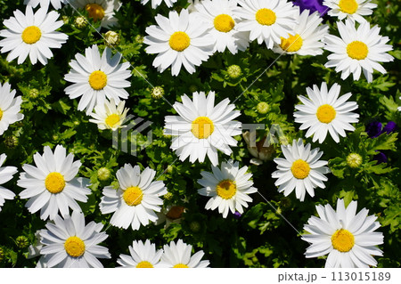 ヒナギク 113015189