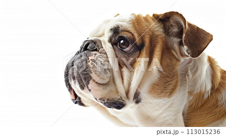 ブルドッグ image of Bulldog No1-29 ブルドッグ image of Bulldog No1-29 113015236
