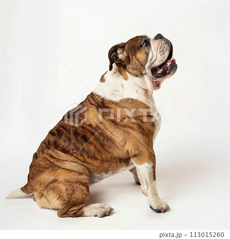 ブルドッグ image of Bulldog No2-19 113015260