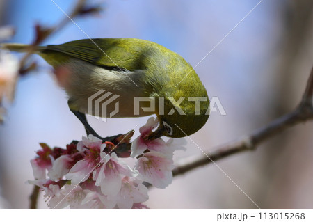 満開の桜の蜜を吸うメジロ 113015268