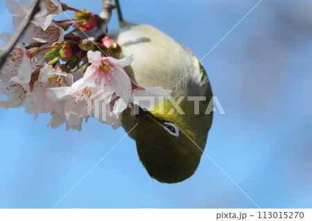 満開の桜の蜜を吸うメジロ 満開の桜の蜜を吸うメジロ 113015270