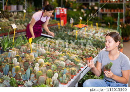 Woman choosing potted plants - different small prickly cactus for her home apartment in greenhouse or flower store Woman choosing potted plants - different small prickly cactus for her home apartment in greenhouse or flower store 113015300