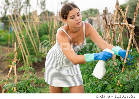 Female gardener spraying tomato plant with garden spray Female gardener spraying tomato plant with garden spray 113015353
