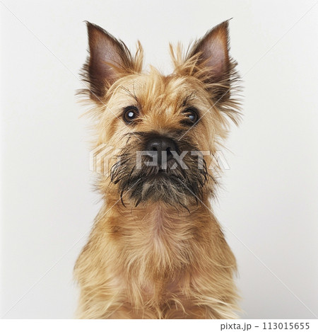ケアーン・テリア image of Cairn Terrier No2-1 113015655