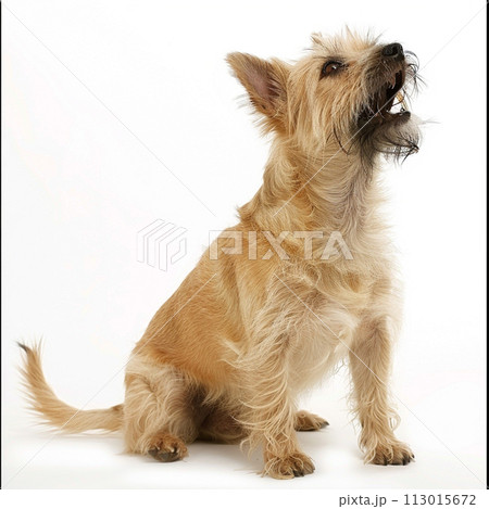ケアーン・テリア image of Cairn Terrier No2-16 ケアーン・テリア image of Cairn Terrier No2-16 113015672