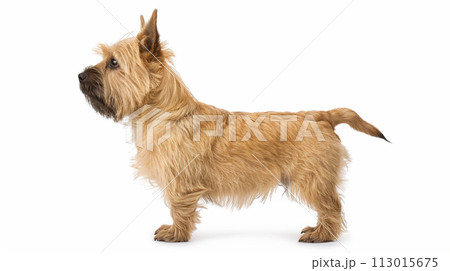 ケアーン・テリア image of Cairn Terrier No1-2 113015675