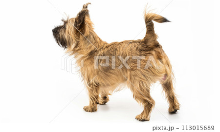 ケアーン・テリア image of Cairn Terrier No1-14 113015689