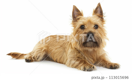 ケアーン・テリア image of Cairn Terrier No1-19 ケアーン・テリア image of Cairn Terrier No1-19 113015696